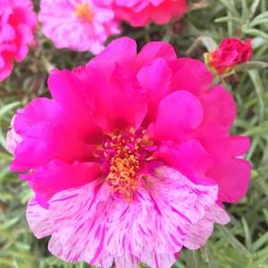 Meet your Posher, Robin